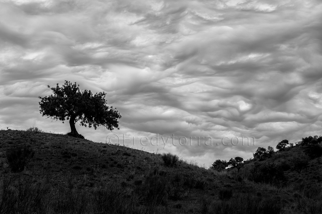 arbol_nubes_FTC4180_2