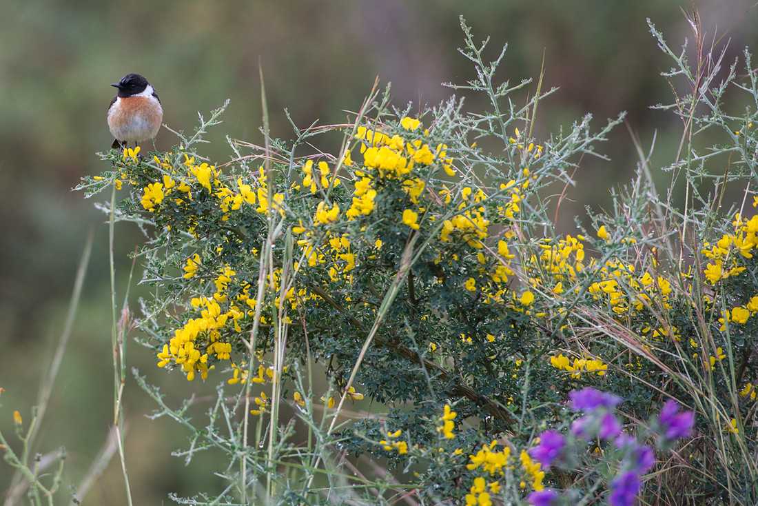 pajaro_PIL4634