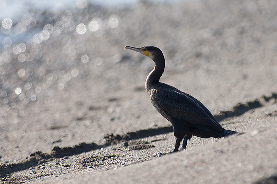 001cormoranes_FRE2277