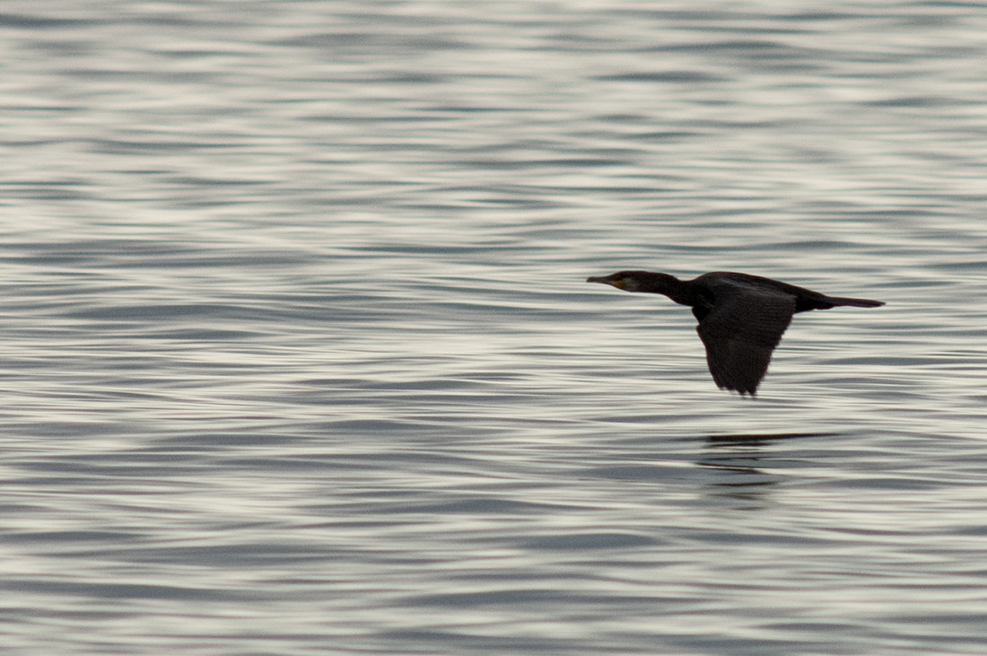 003cormoran_FRE1853