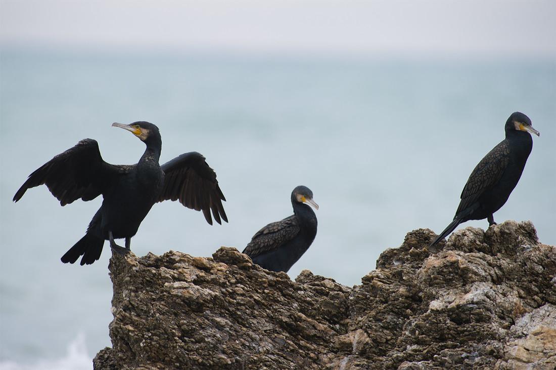 004cormoran_FTC8505