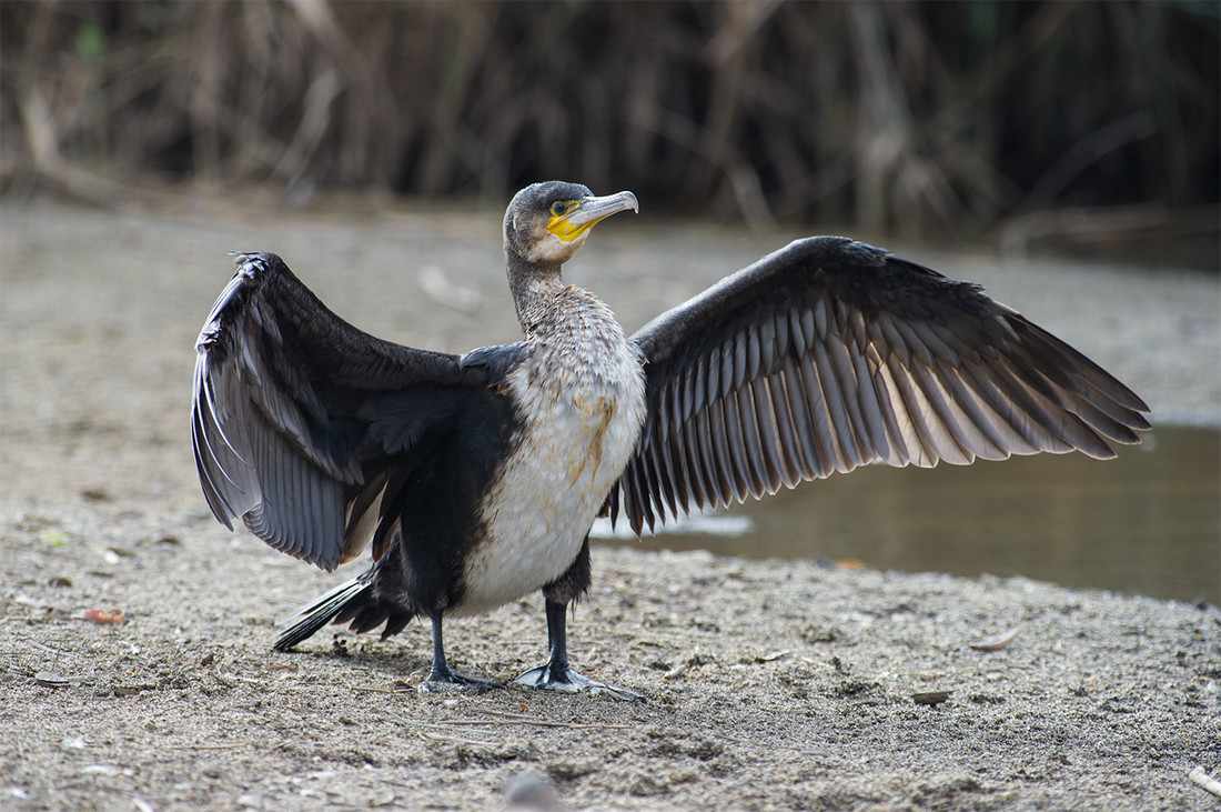 005cormoran_FTC9275