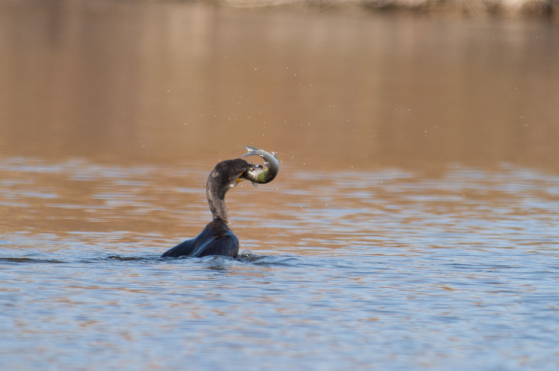 006cormoran_FRE2344