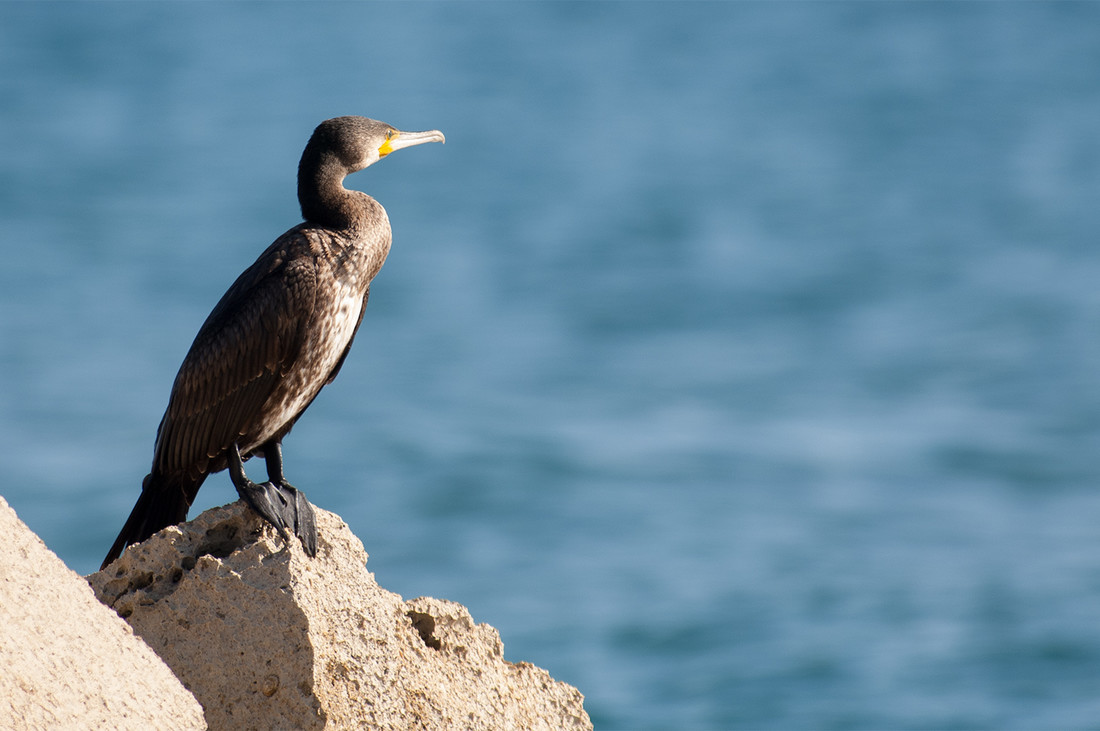 007cormoran_FRE2380