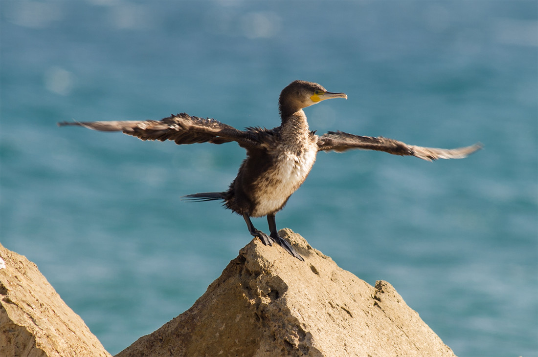 008cormoran_FTC1005