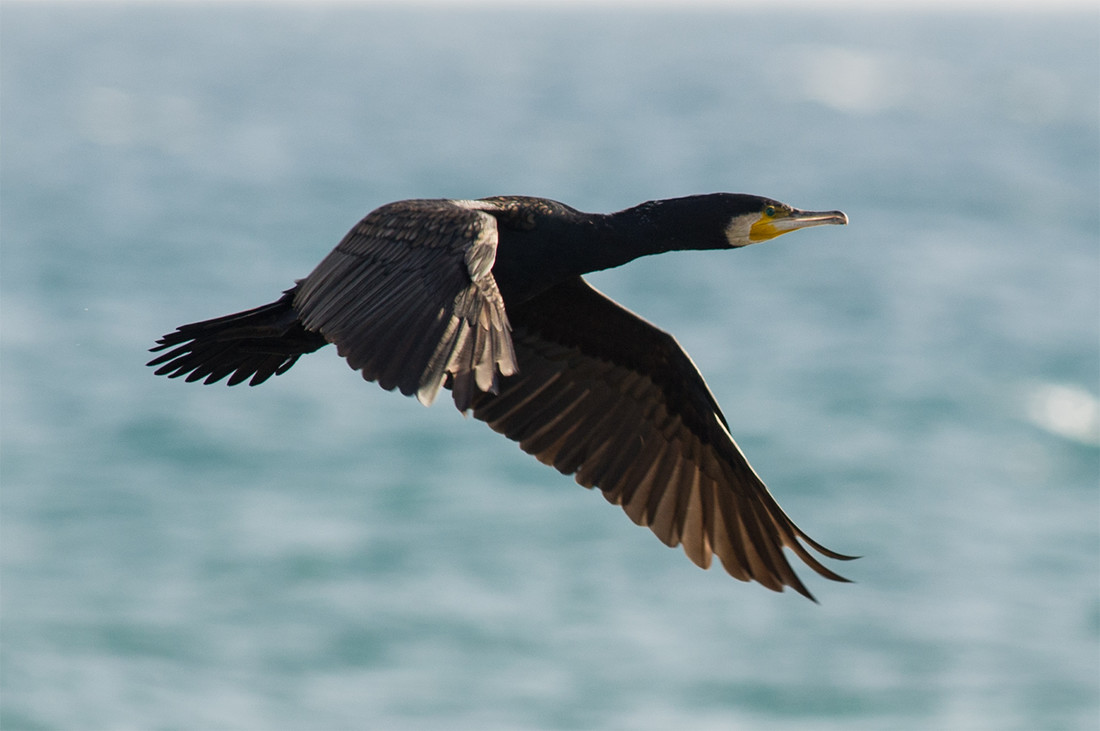 009cormoran_FTC1083